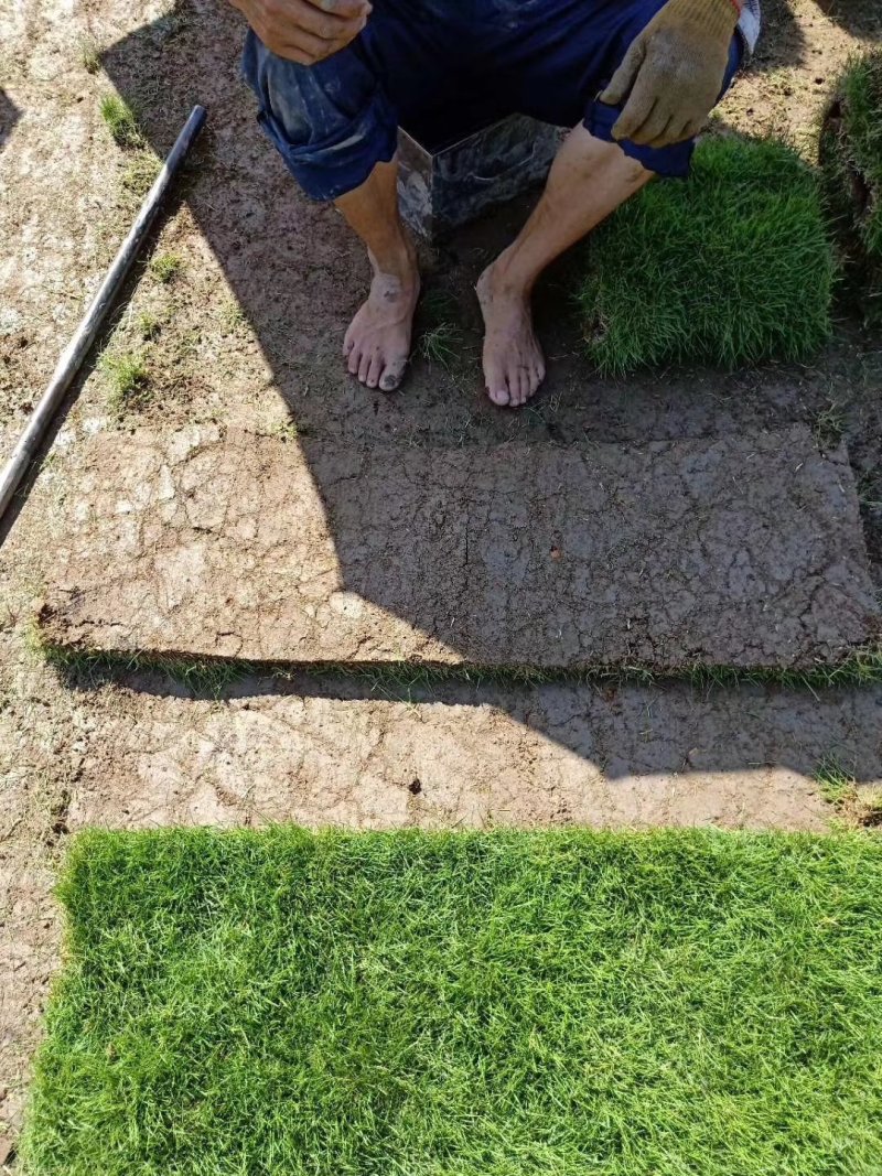 草坪，草卷，马尼拉草