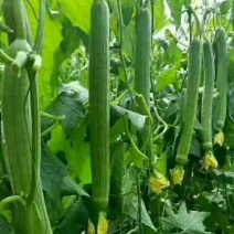 鲜花丝瓜精品长40公分左右：常年供应上货量大