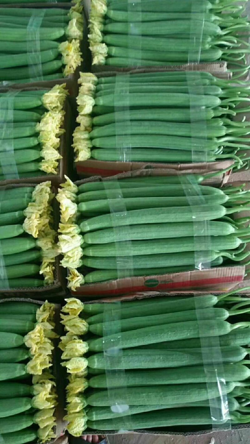 鲜花丝瓜精品长40公分左右：常年供应上货量大