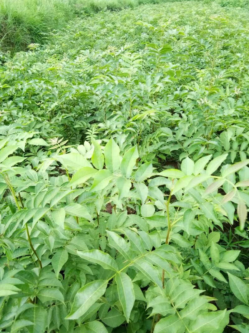 青钱柳苗青钱柳金钱柳摇钱树青钱柳树苗