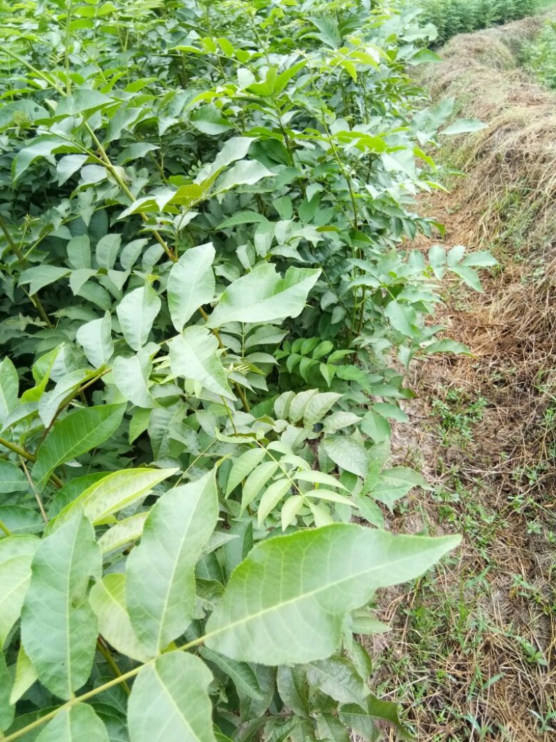 青钱柳苗青钱柳金钱柳摇钱树青钱柳树苗