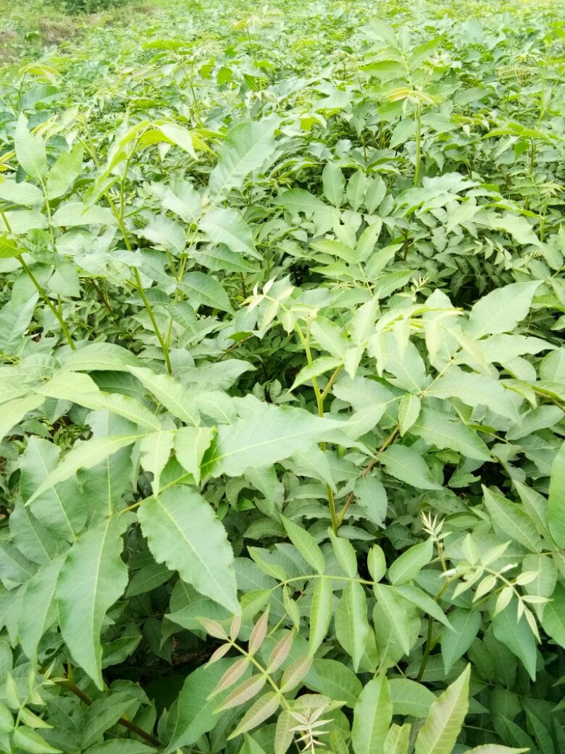 青钱柳苗青钱柳金钱柳摇钱树青钱柳树苗