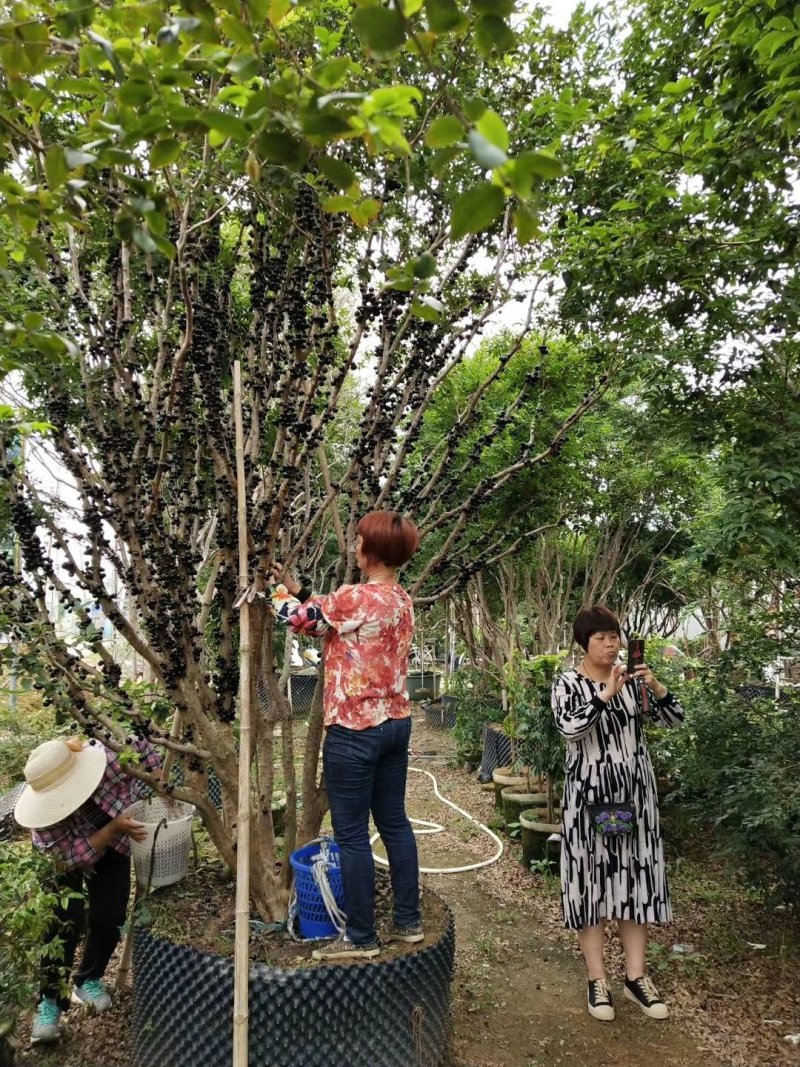 嘉宝果树苗