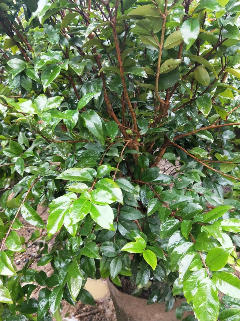 嘉宝果树苗