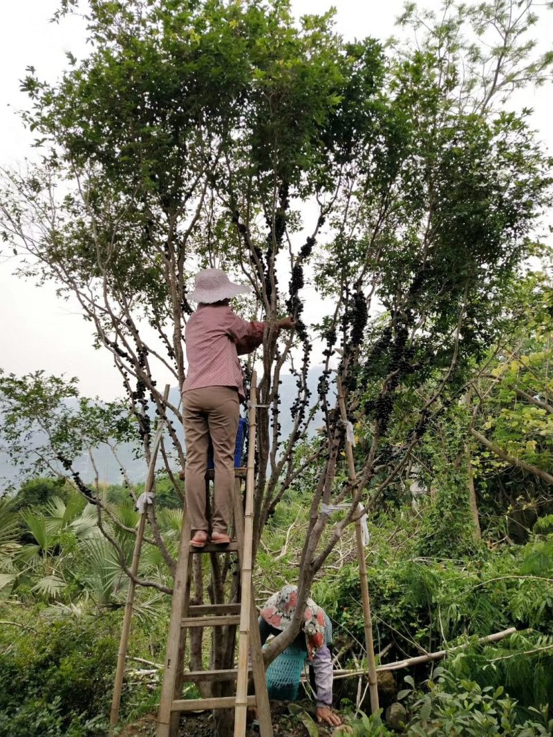 嘉宝果树苗