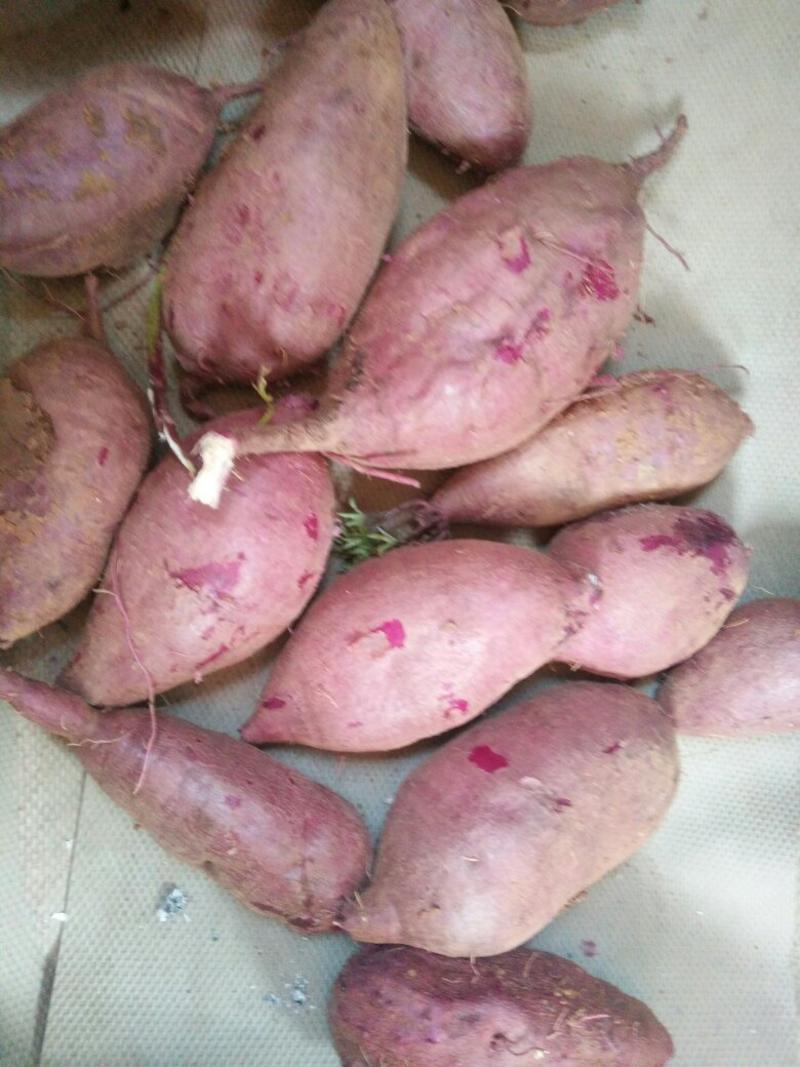 加工系列紫薯紫罗兰紫薯，凌紫，济黑1号，济黑2号，花叶紫