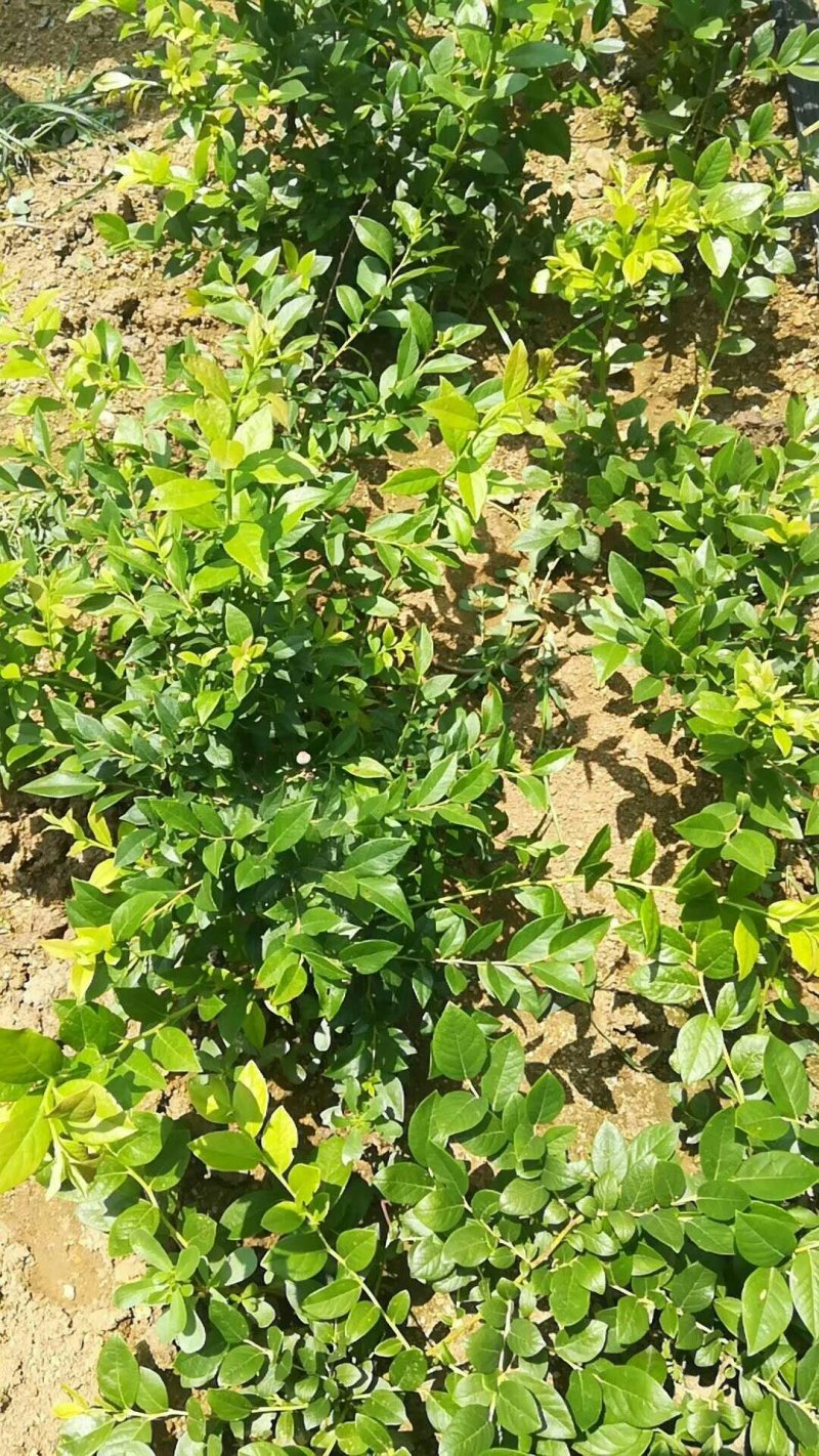 蓝莓苗