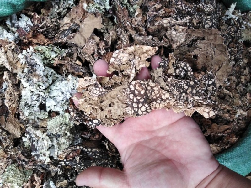 云南腾冲野生树苔藓蝴蝶菜树花