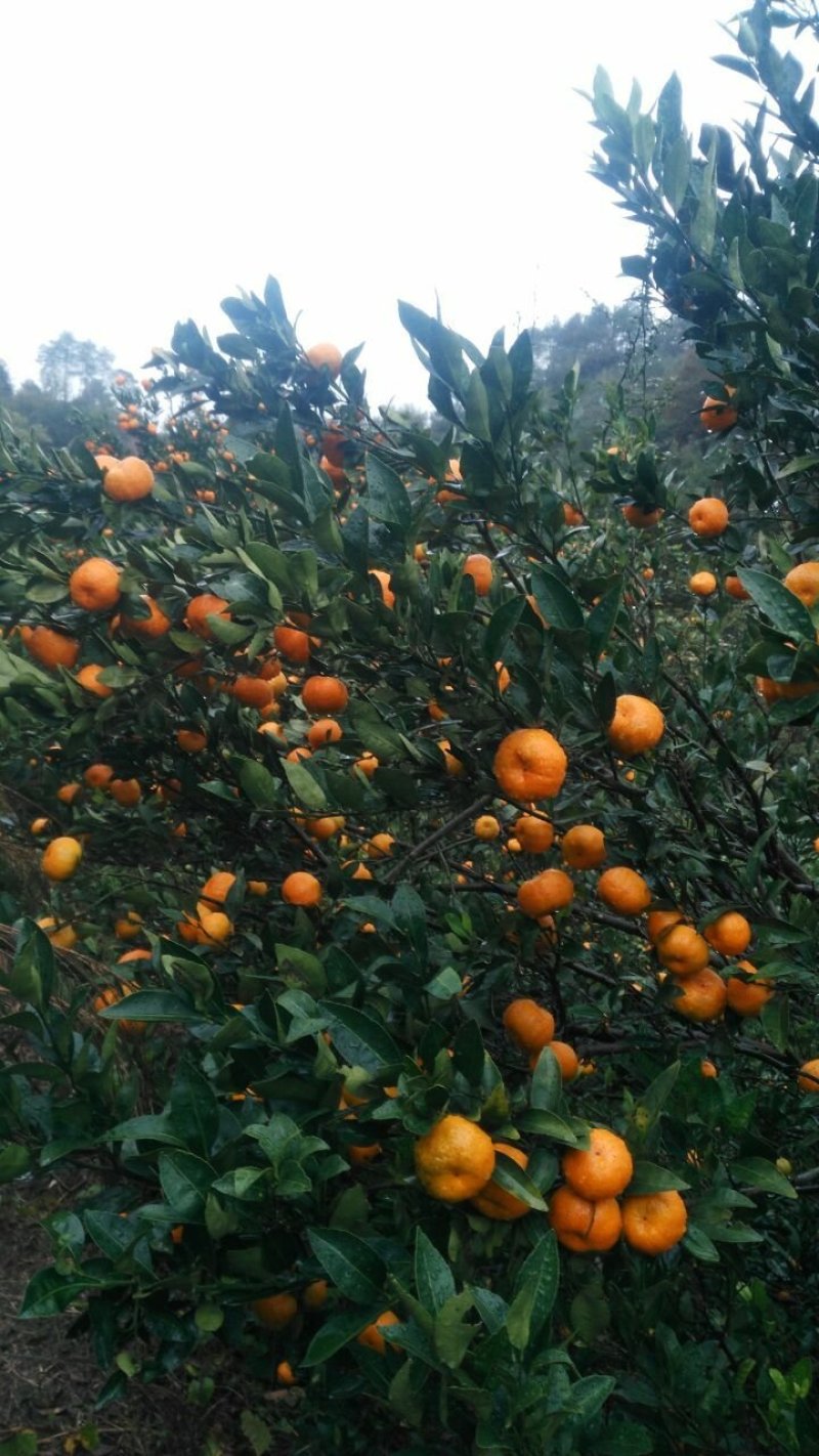 湖南省怀化市芷江侗族自治县禾梨坳乡山地优质小南丰贡桔。