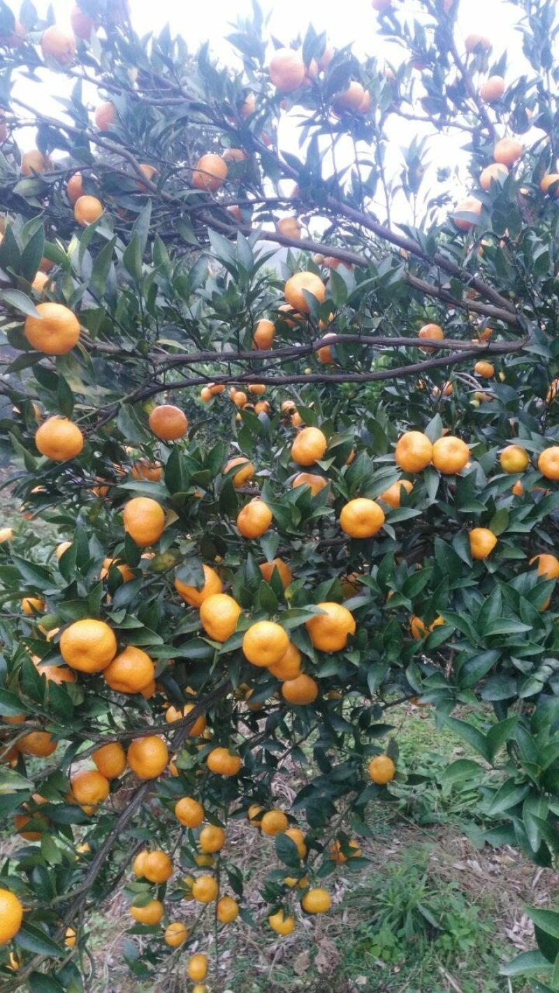 湖南省怀化市芷江侗族自治县禾梨坳乡山地优质小南丰贡桔。