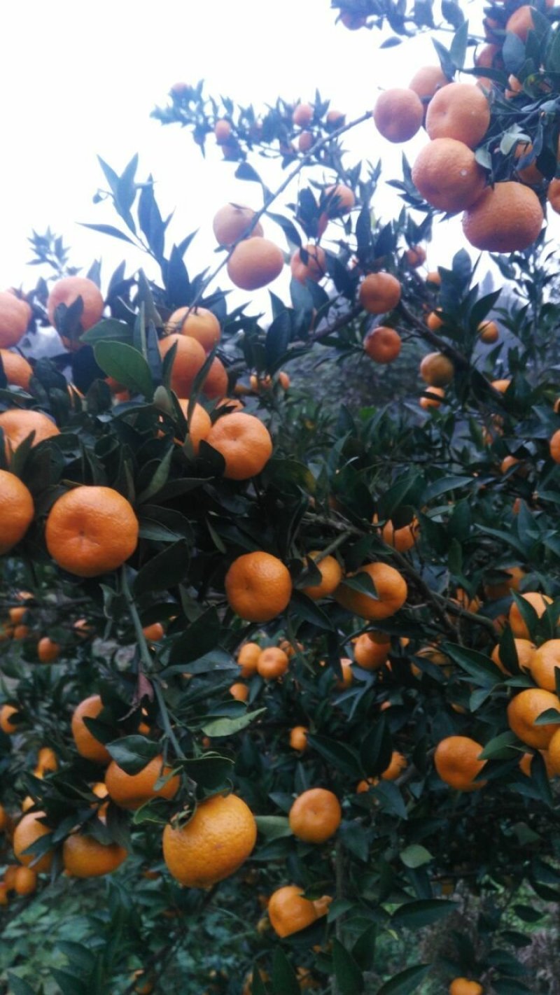 湖南省怀化市芷江侗族自治县禾梨坳乡山地优质小南丰贡桔。