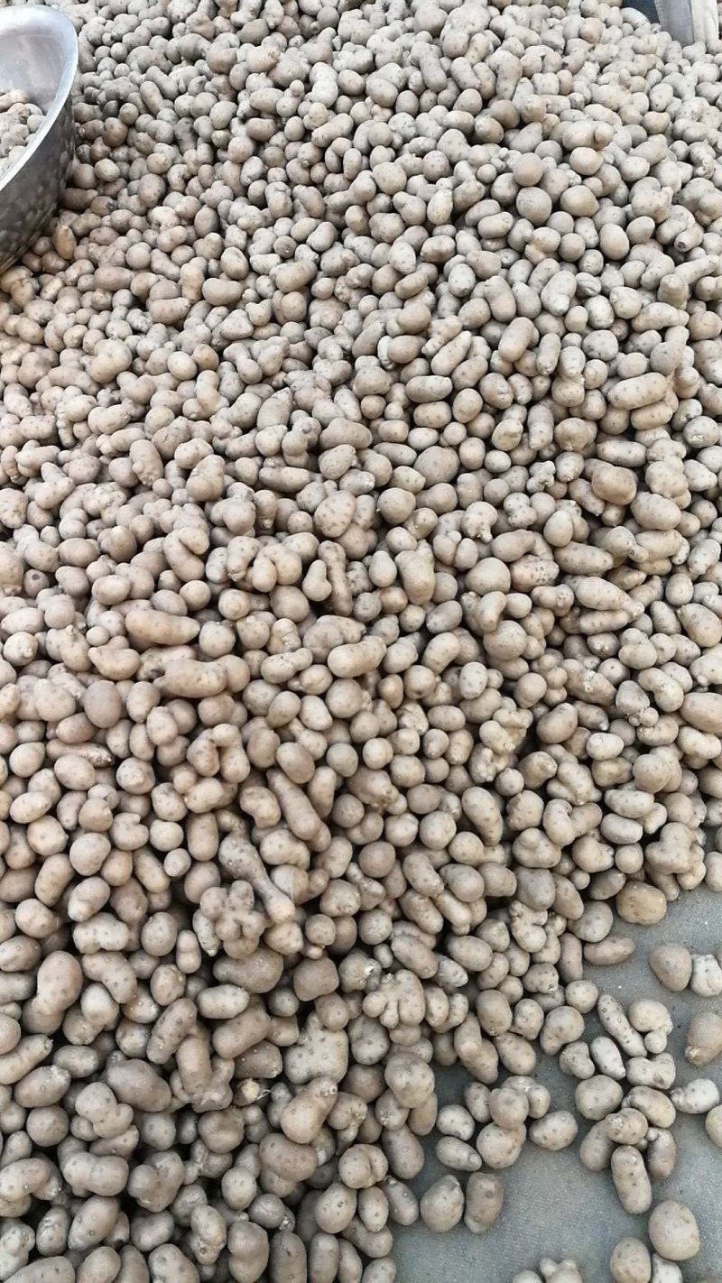 潍坊山药豆串糖球山药豆批发，零售，白玉山药豆原产地直销