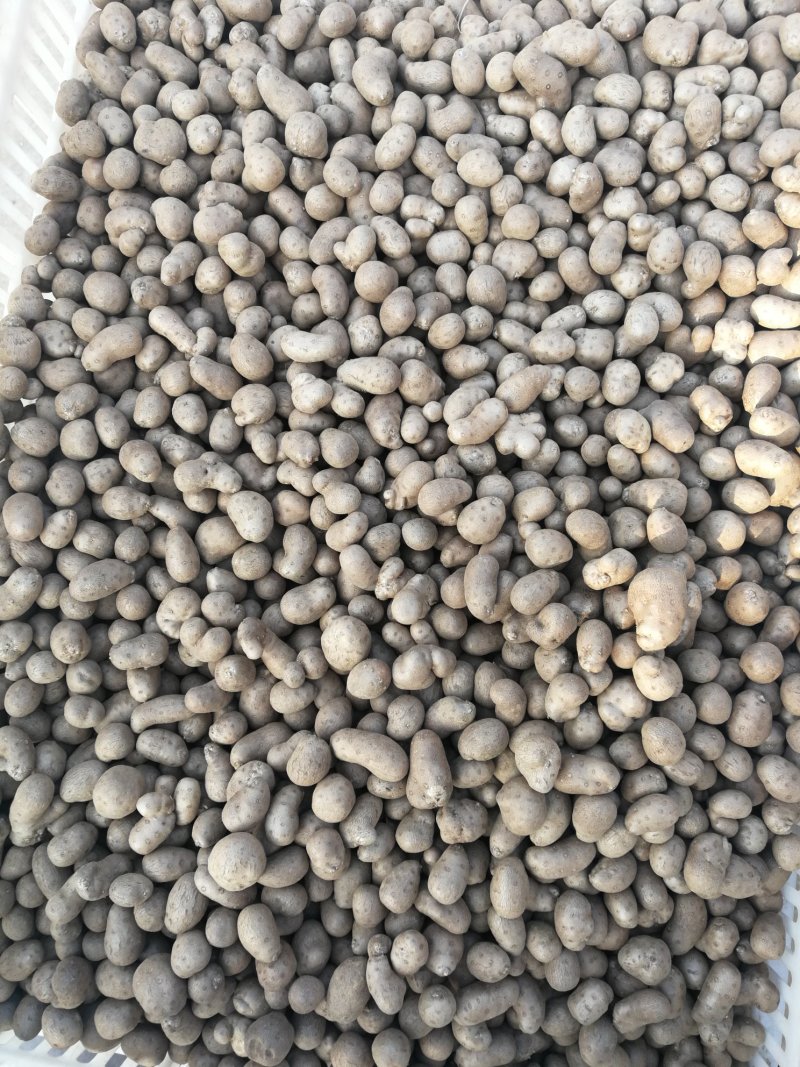 潍坊山药豆串糖球山药豆批发，零售，白玉山药豆原产地直销