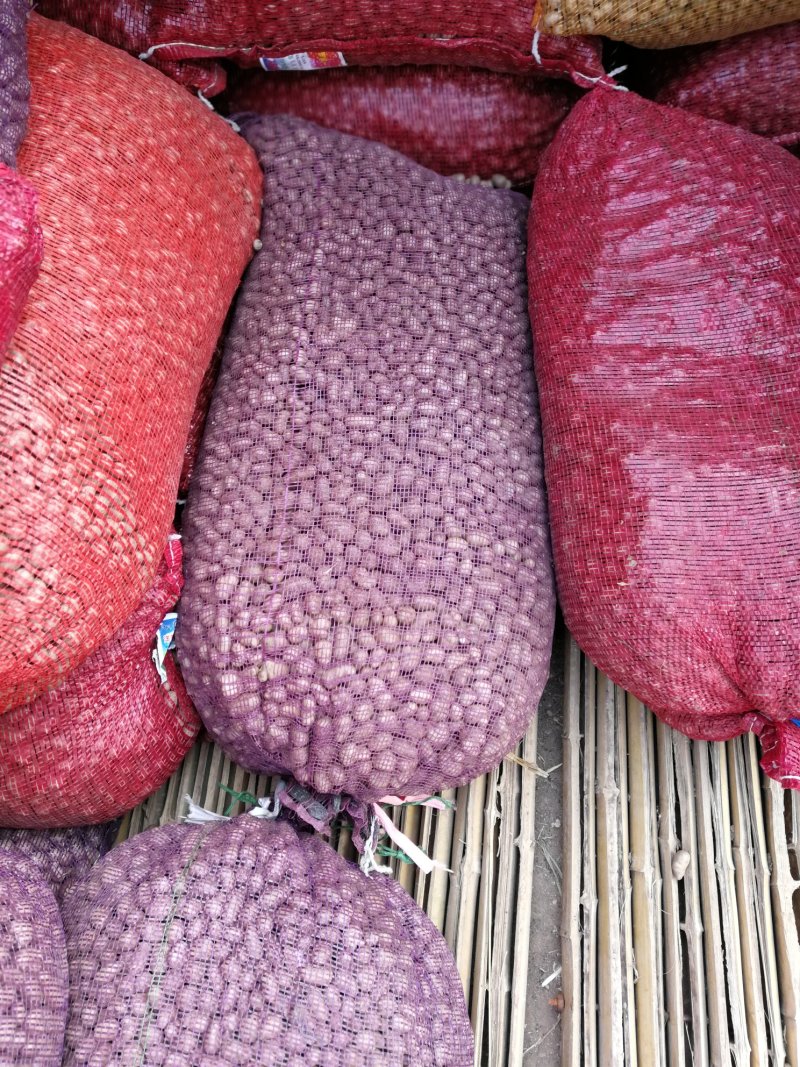 潍坊山药豆串糖球山药豆批发，零售，白玉山药豆原产地直销