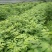 吴茱萸中花吴茱萸苗(茶辣苗)江西中花吴茱萸扦插苗