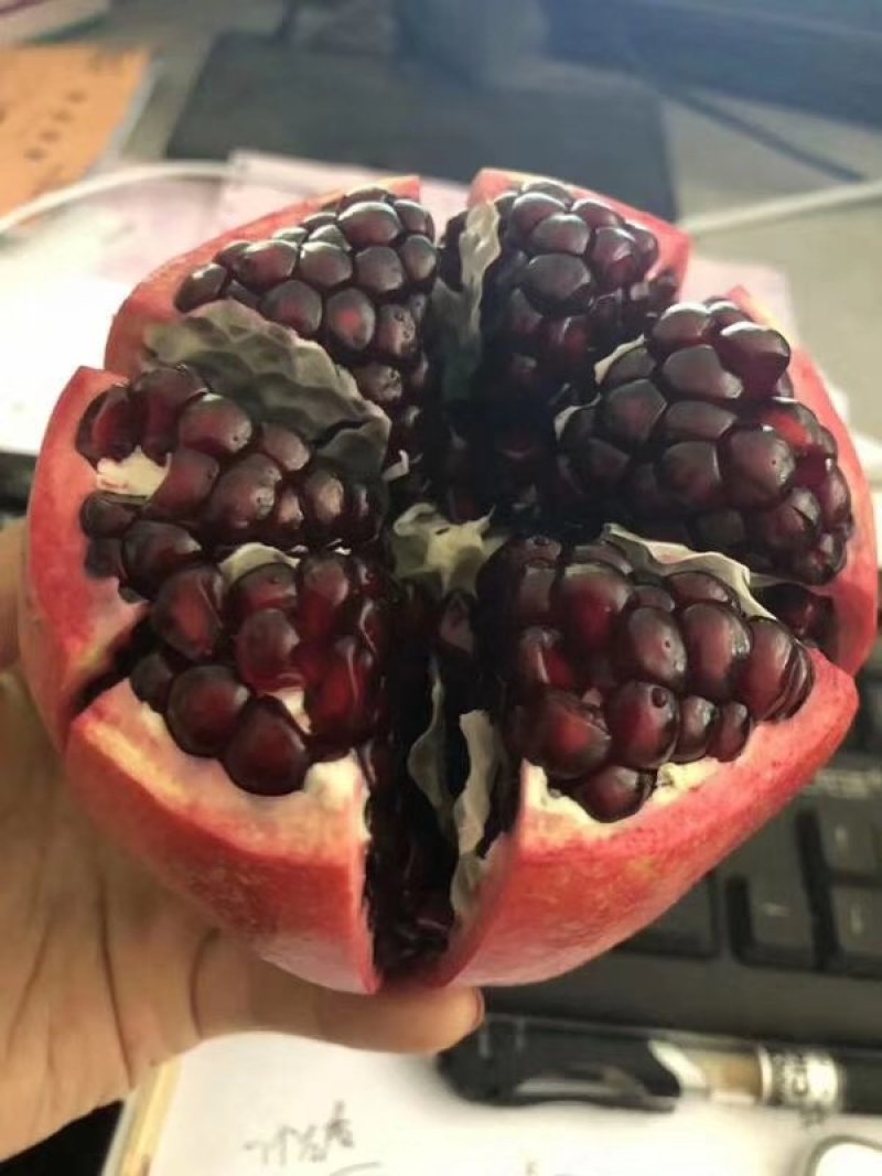 会理突尼斯软子石榴