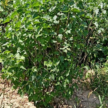 三年的丁香10万棵4万块钱包地卖，起苗装车另算