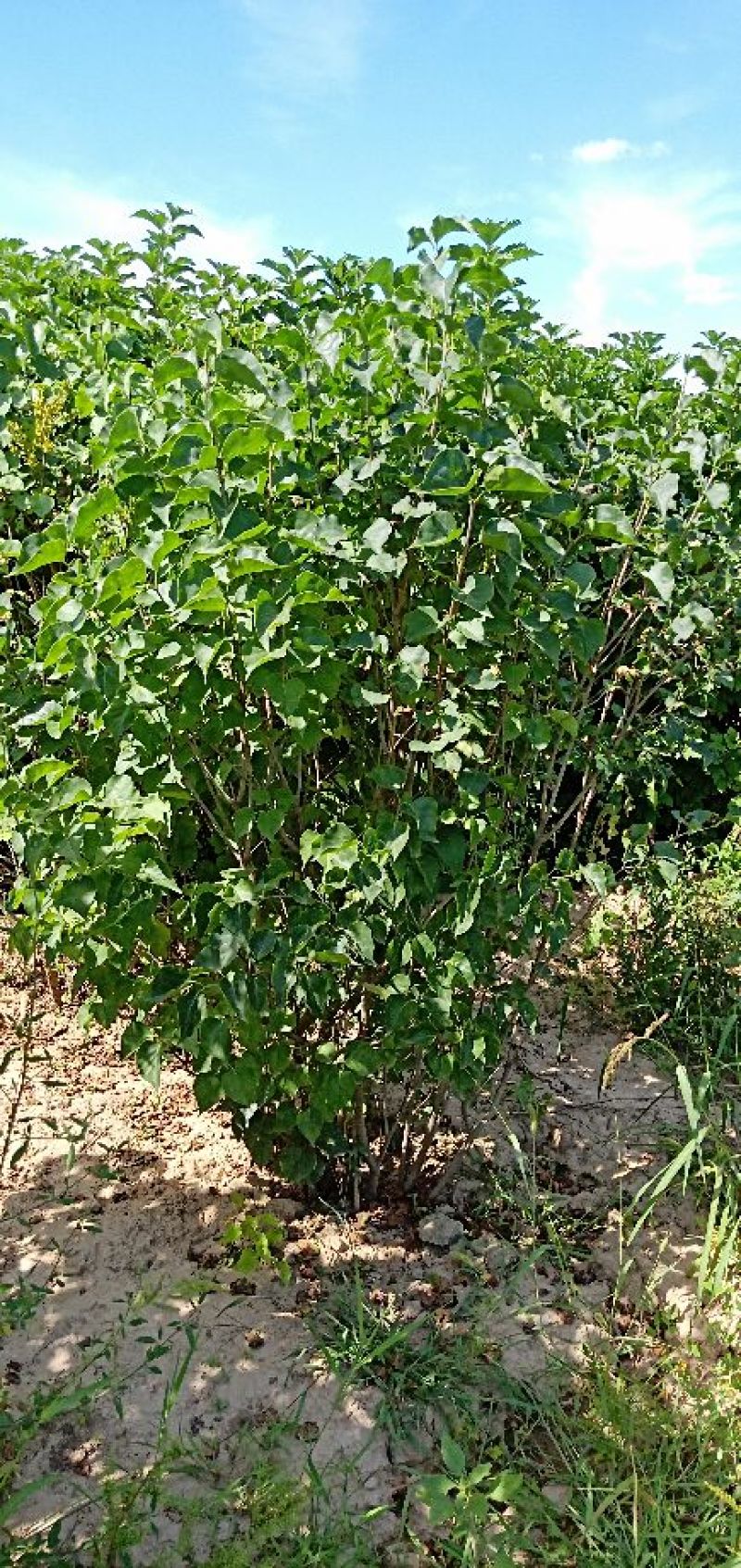 三年的丁香10万棵4万块钱包地卖，起苗装车另算