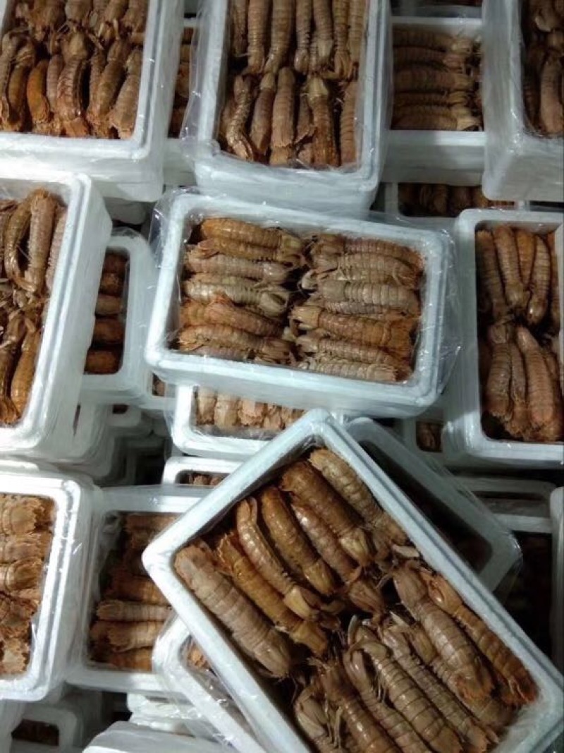 琵琶虾冻虾