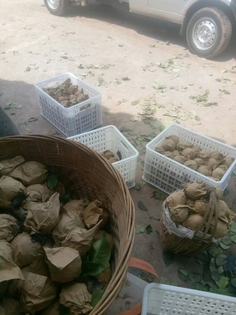 汉源金花梨