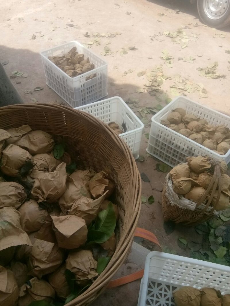 汉源金花梨