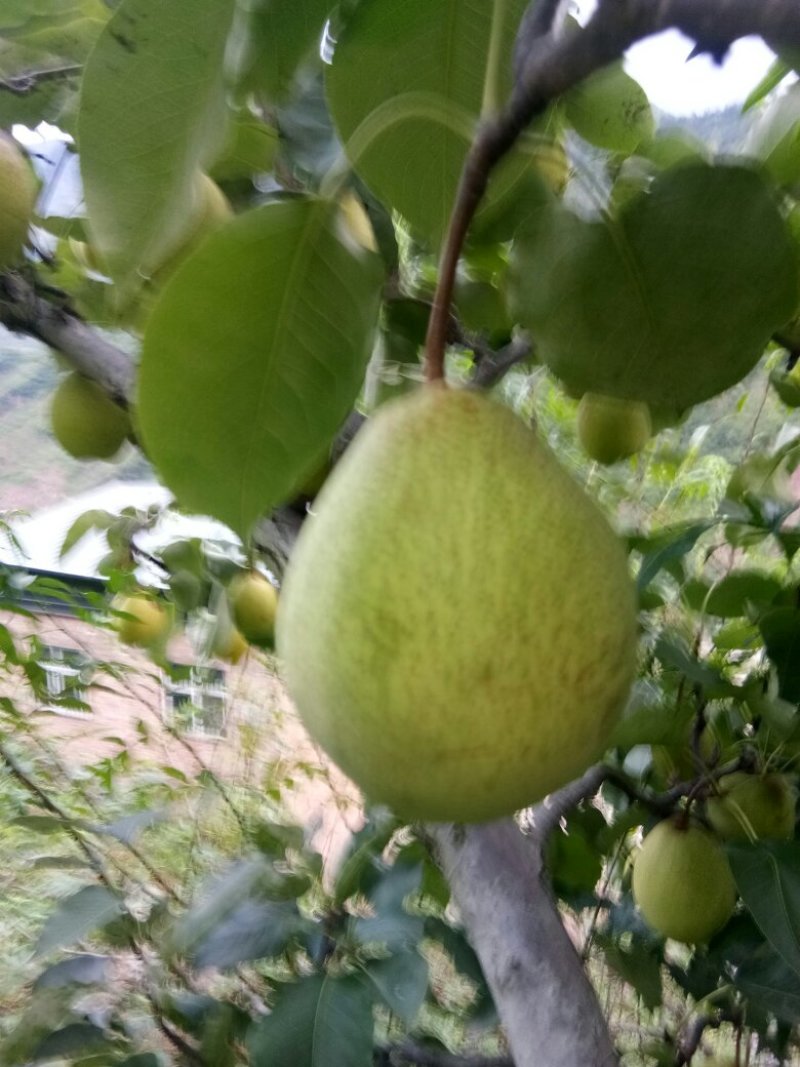 汉源金花梨