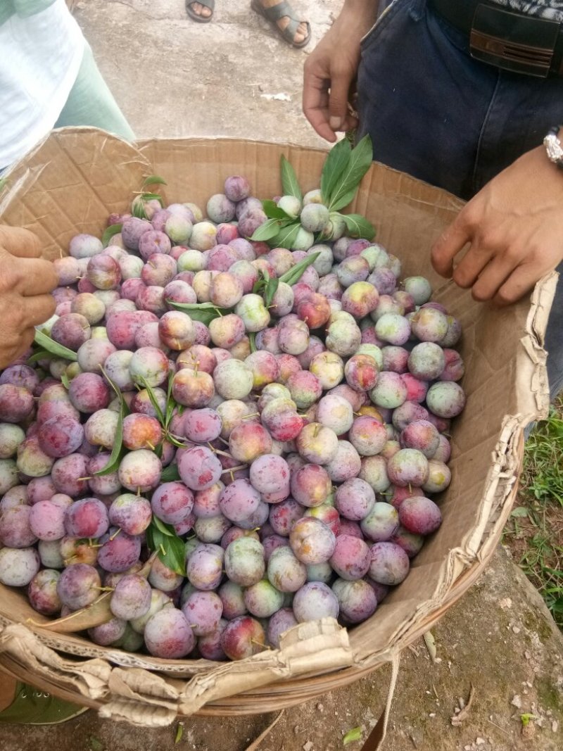 脆红李