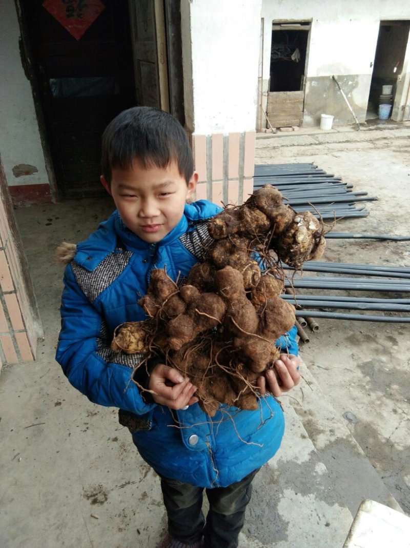 黄精出售