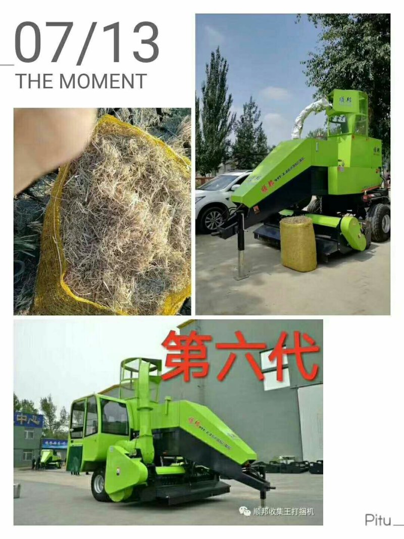 牛羊饲料草