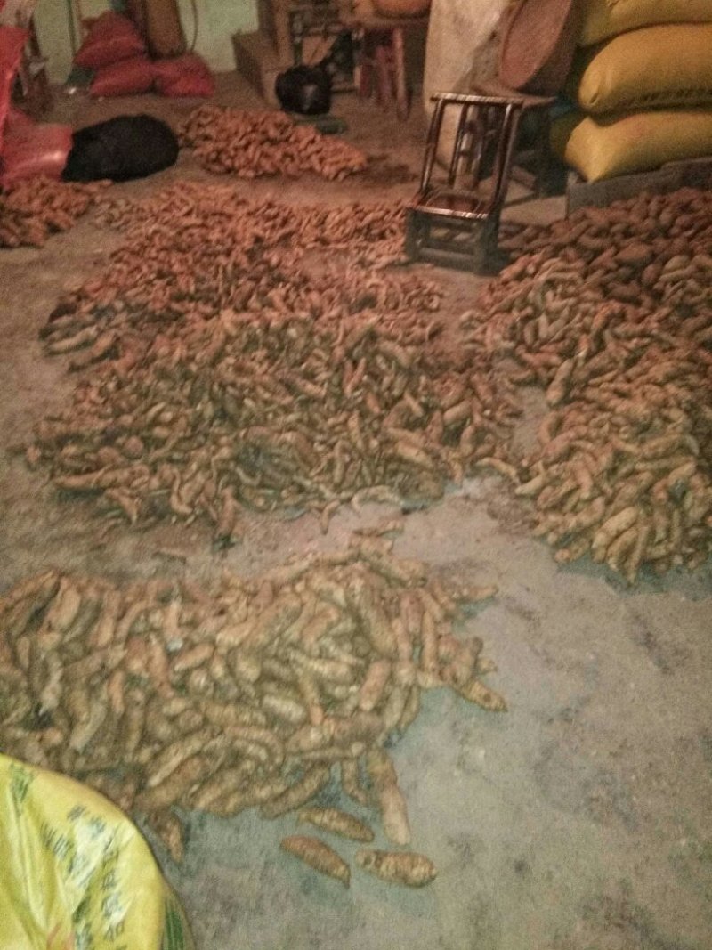 鲜天麻