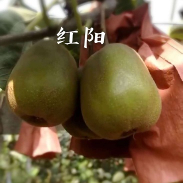 陕西周至猕猴桃