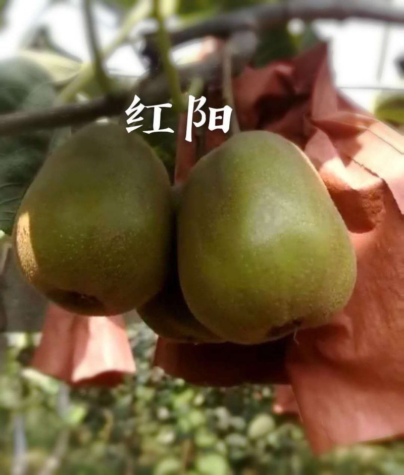 陕西周至猕猴桃