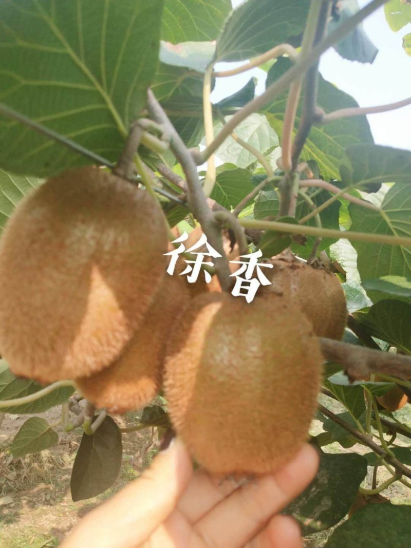 陕西周至猕猴桃