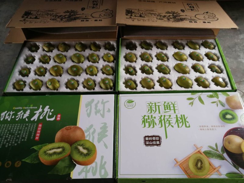 陕西周至猕猴桃