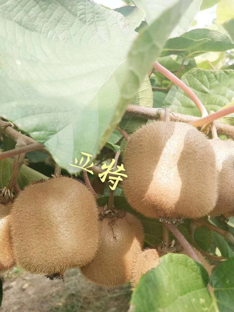 陕西周至猕猴桃
