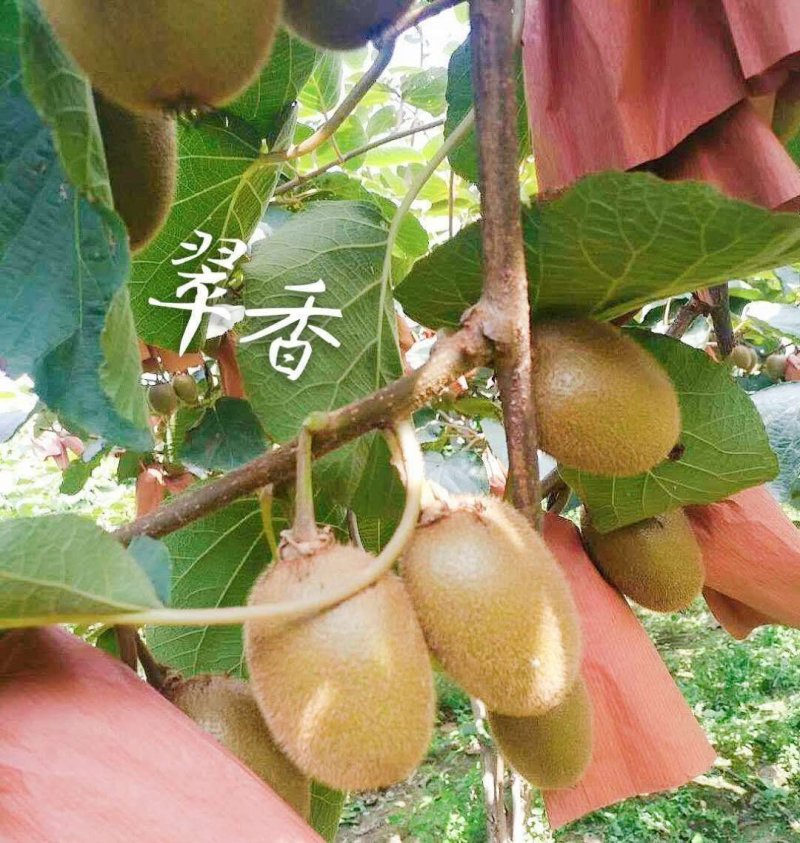 陕西周至猕猴桃