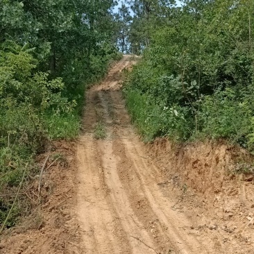 山茶树