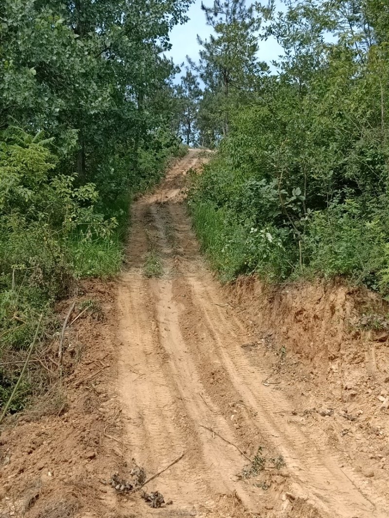山茶树