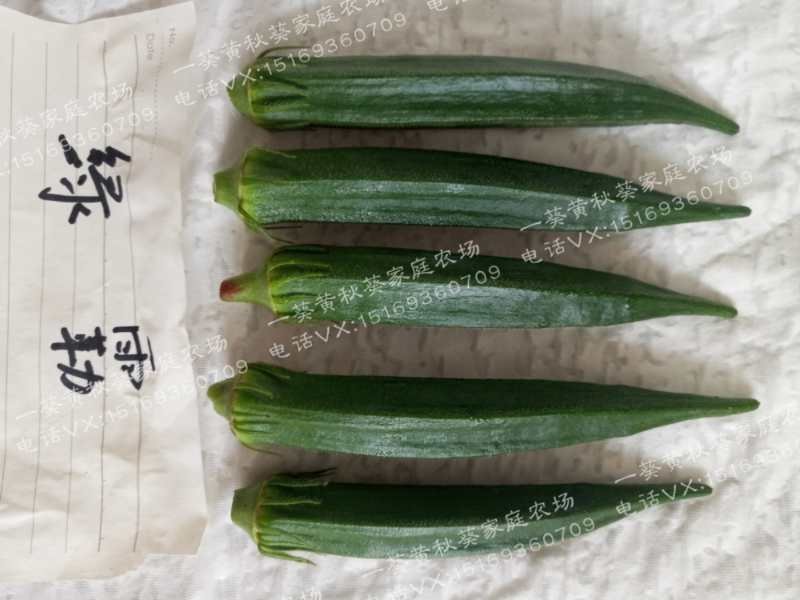 黄秋葵种子98%以上