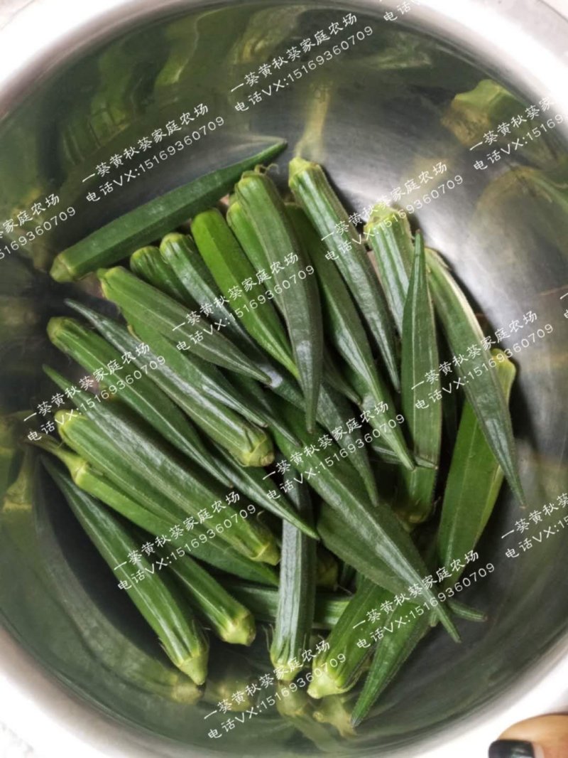黄秋葵种子98%以上