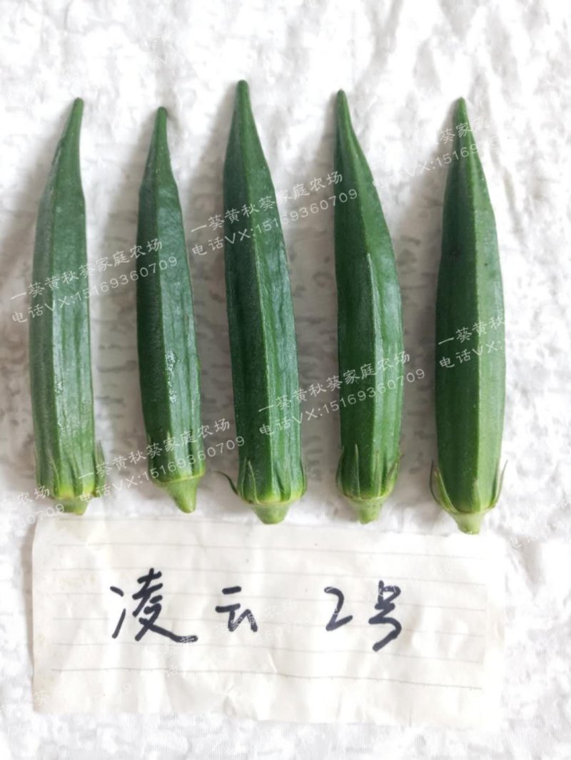 黄秋葵种子98%以上