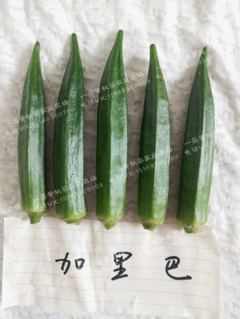 黄秋葵种子98%以上