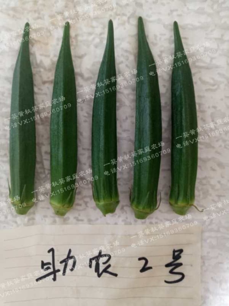 黄秋葵种子98%以上