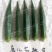 黄秋葵种子98%以上