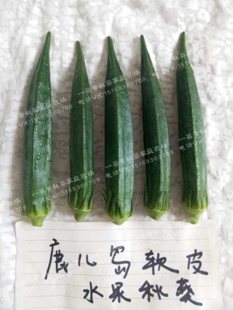 黄秋葵种子98%以上