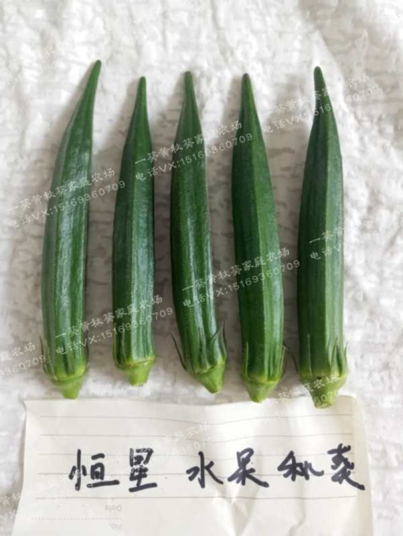 黄秋葵种子98%以上