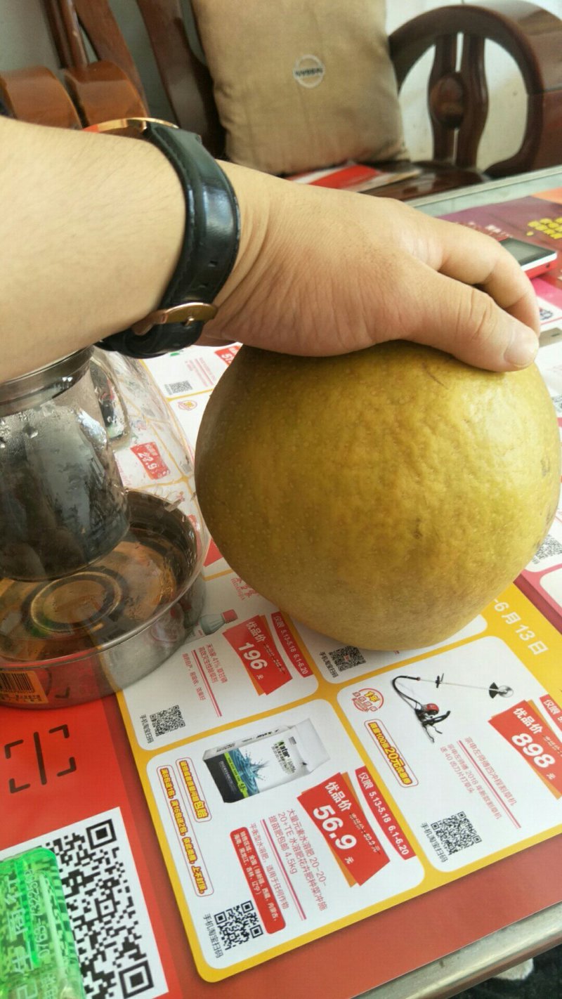 独一无二洞冠梨，一个2斤多到7斤多重。