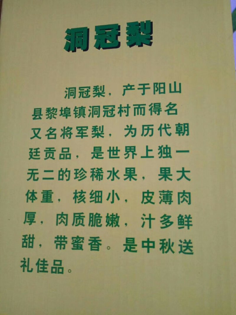 独一无二洞冠梨，一个2斤多到7斤多重。