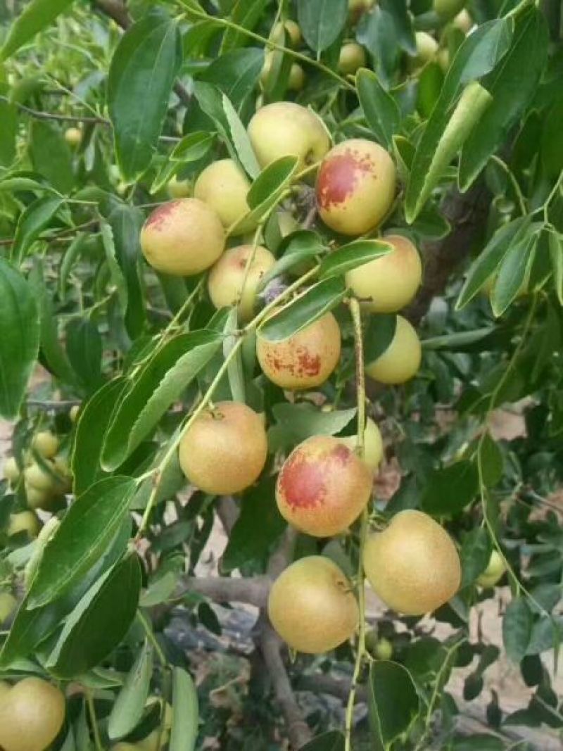 大荔冬枣有5斤20斤泡沫箱装的