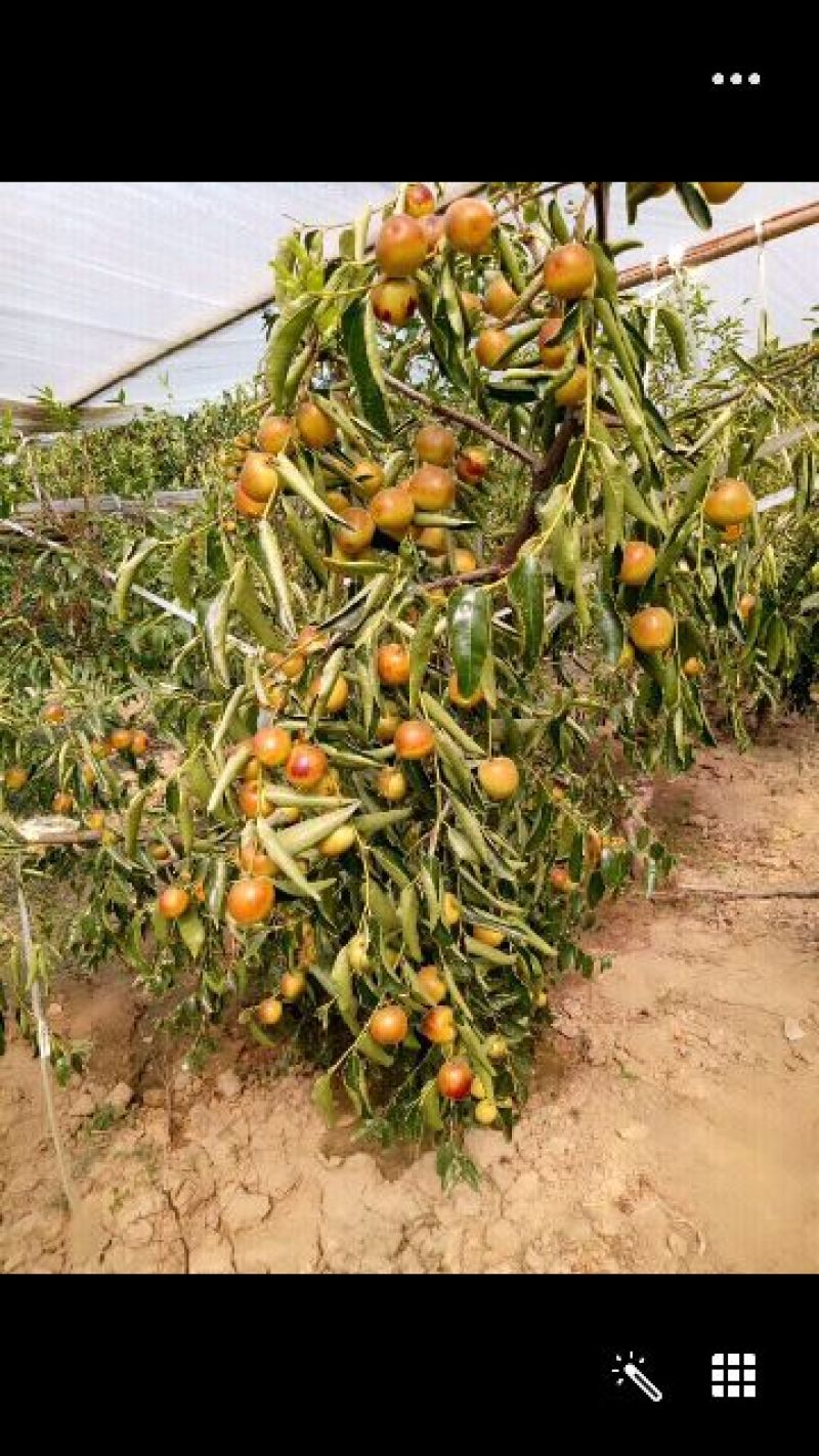 大荔冬枣有5斤20斤泡沫箱装的